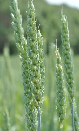 Яровая мягкая пшеница ЭСТЕР (Патент №2834)